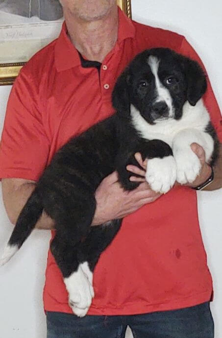 Tank, a 9-week-old male Bernese Mt Dog, Great Pyrenees, Anatolian Shepherd mix