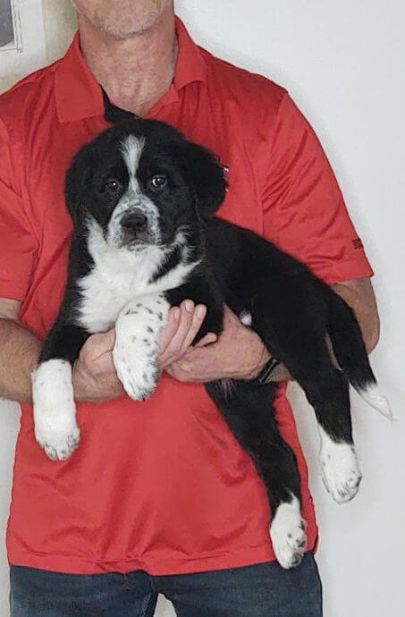 Zoey, a 9-week-old female Bernese Mt Dog, Great Pyrenees, Anatolian Shepherd mix