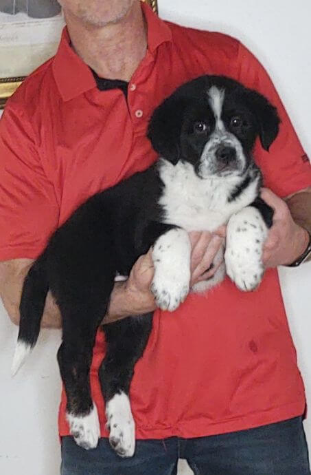 Zoey, a 9-week-old female Bernese Mt Dog, Great Pyrenees, Anatolian Shepherd mix