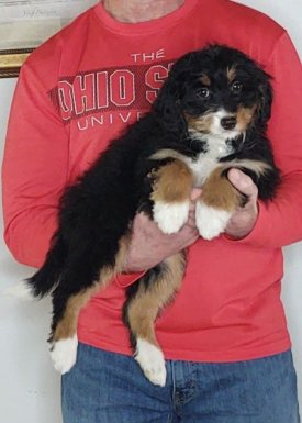 Abby, a 10-week-old female Bernadoodle.