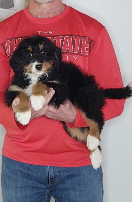 Abby, a 10-week-old female Bernadoodle.