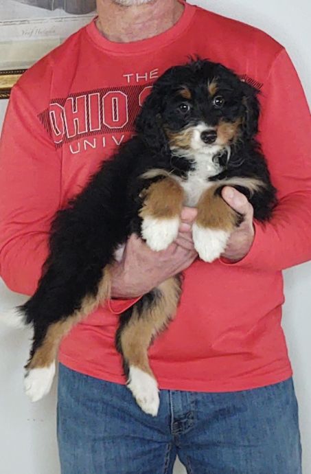 Abby, a 10-week-old female Bernadoodle.
