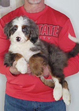 Armani, a 10-week-old female Bernadoodle.