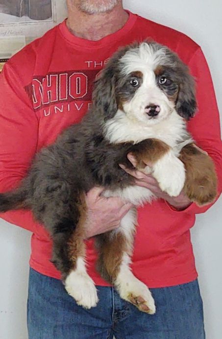 Armani, a 10-week-old female Bernadoodle.