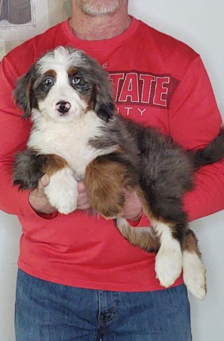 Armani, a 10-week-old female Bernadoodle.