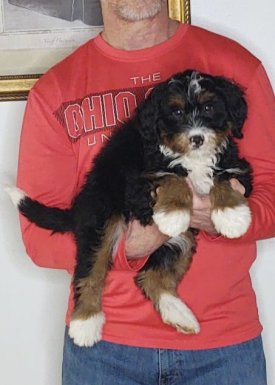 Ava, a 10-week-old female Bernadoodle.