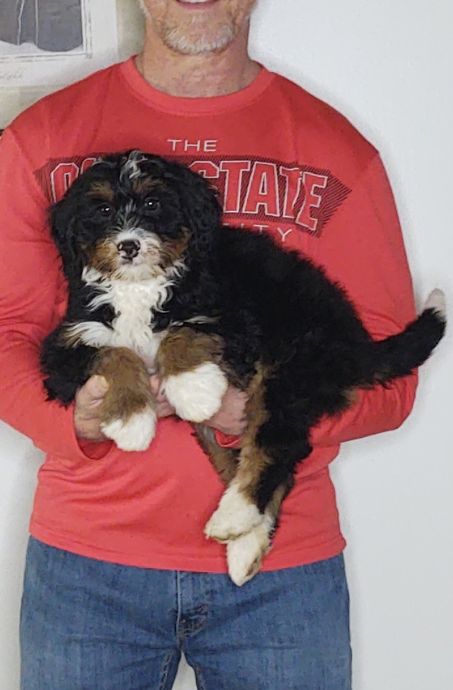 Ava, a 10-week-old female Bernadoodle.