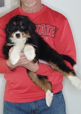 Blossom, a 10-week-old female Bernadoodle.
