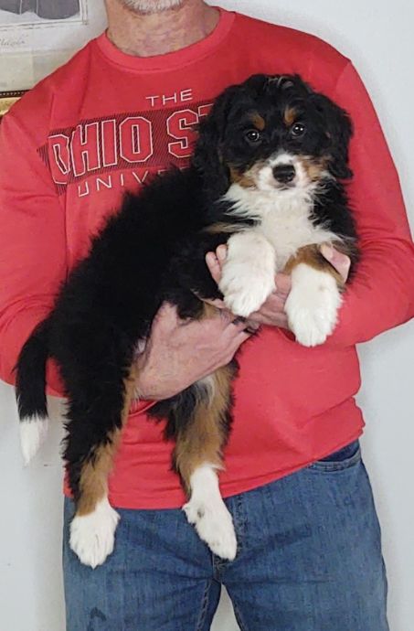 Blossom, a 10-week-old female Bernadoodle.