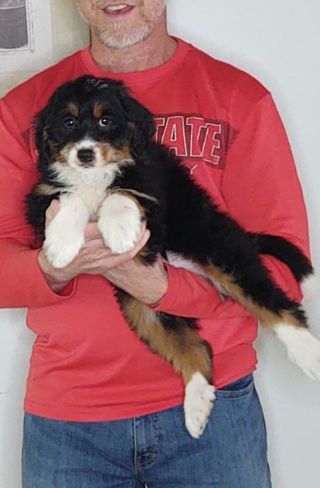 Blossom, a 10-week-old female Bernadoodle.
