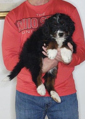 Buckeye, a 10-week-old male Bernadoodle.