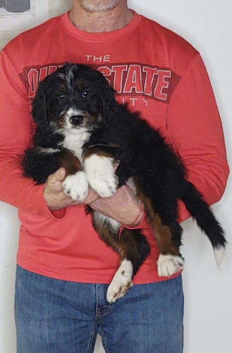 Buckeye, a 10-week-old male Bernadoodle.