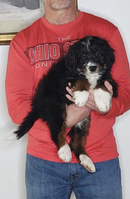 Buckeye, a 10-week-old male Bernadoodle.
