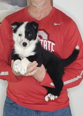 Jake, an 8-week old male Border Collie / Australian Shepherd mix.