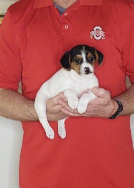 Jazzy, a 9-week-old female Jack Russell / Toy Fox mix.