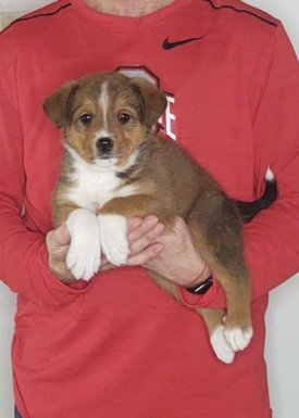 Maverick, an 8-week-old male Bernese Mt Dog / Lab / Australian Shepherd mix