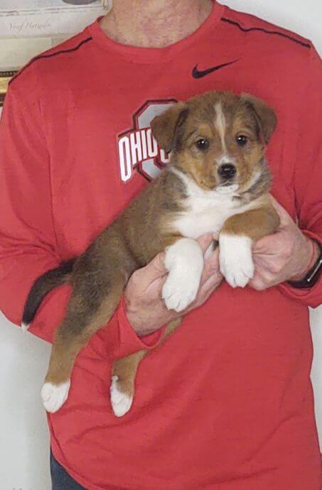 Maverick, an 8-week-old male Bernese Mt Dog / Lab / Australian Shepherd mix