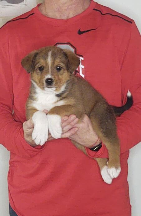 Maverick, an 8-week-old male Bernese Mt Dog / Lab / Australian Shepherd mix