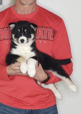 Nellie, an 8-week-old female Husky / German Shepherd mix