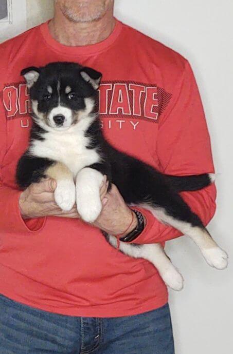 Nellie, an 8-week-old female Husky / German Shepherd mix