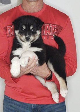 Ninja, an 8-week-old male Husky / German Shepherd mix