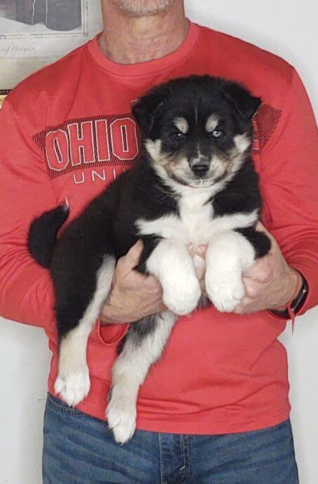 Ninja, an 8-week-old male Husky / German Shepherd mix