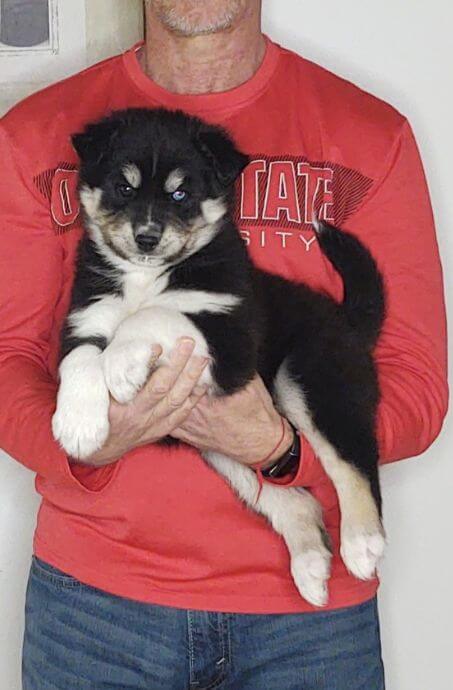 Ninja, an 8-week-old male Husky / German Shepherd mix