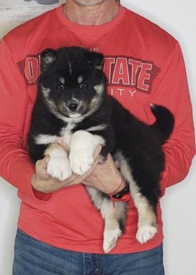 Nugget, an 8-week-old male Husky / German Shepherd mix