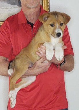 Rocco, a 12-week-old male Border Collie / Australian Shepherd mix