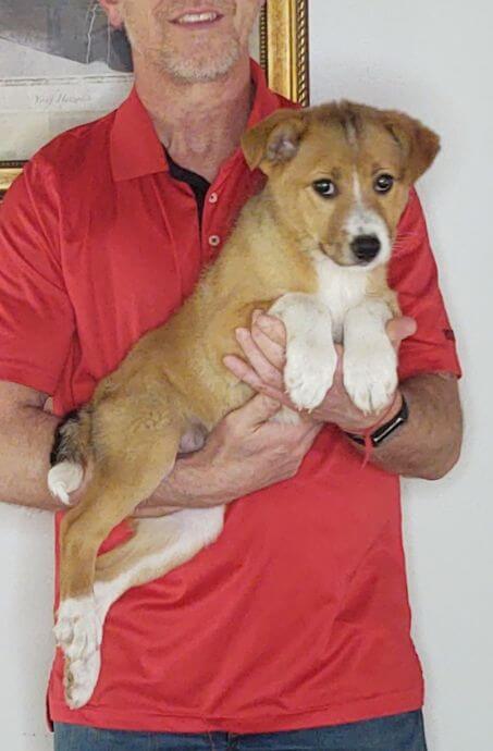 ROCCO 1 Rocco, a 12-week-old male Border Collie / Australian Shepherd mix