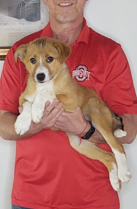 Rocco, a 12-week-old male Border Collie / Australian Shepherd mix