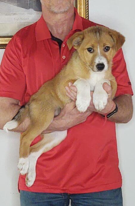 Rocco, a 12-week-old male Border Collie / Australian Shepherd mix