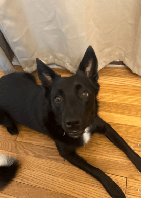 Rufus, a 1.5-year-old Border Collie mix