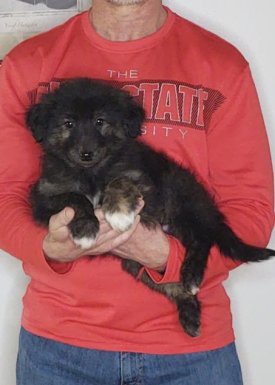 Sam, an 8-week old male Golden Retriever / Collie mix.