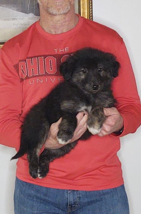 Sam, an 8-week old male Golden Retriever / Collie mix.
