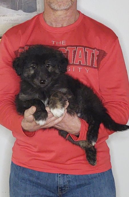 Sam, an 8-week old male Golden Retriever / Collie mix.