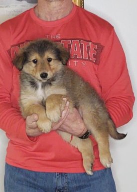 Scout, an 8-week old male Golden Retriever / Collie mix.