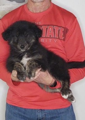 Sirius, an 8-week old male Golden Retriever / Collie mix.