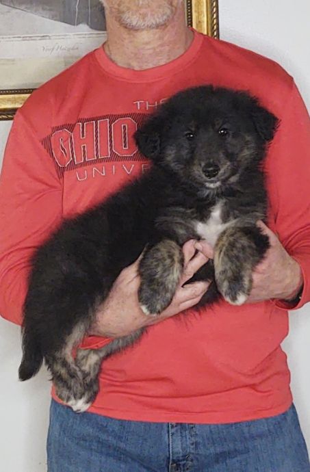 Sirius, an 8-week old male Golden Retriever / Collie mix.