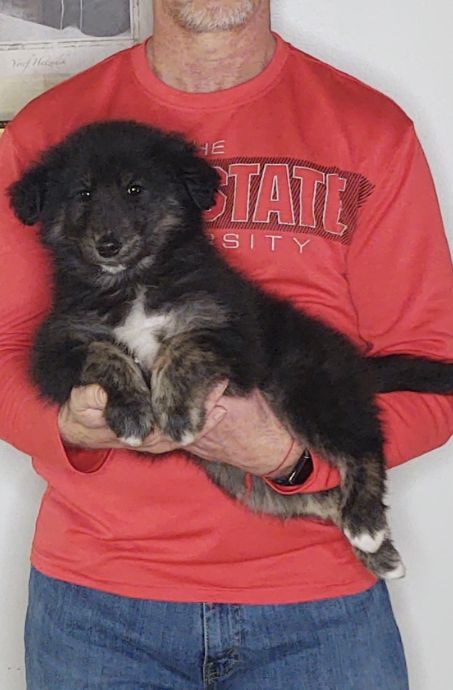 Sirius, an 8-week old male Golden Retriever / Collie mix.