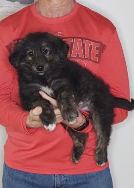 Smokey, an 8-week old male Golden Retriever / Collie mix.