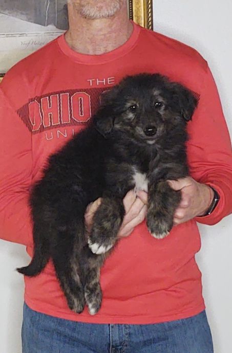 Smokey, an 8-week old male Golden Retriever / Collie mix.