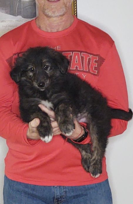 Smokey, an 8-week old male Golden Retriever / Collie mix.