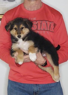 Snickers, an 8-week old male Golden Retriever / Collie mix.