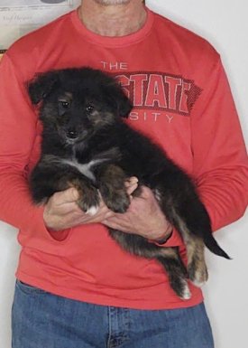 Sophie, an 8-week old female Golden Retriever / Collie mix.