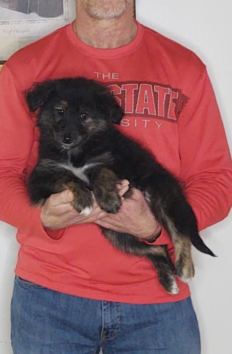 SOPHIE 1 Sophie, an 8-week old female Golden Retriever / Collie mix.