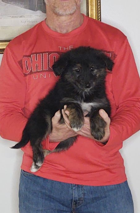 Sophie, an 8-week old female Golden Retriever / Collie mix.