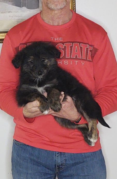Sophie, an 8-week old female Golden Retriever / Collie mix.