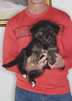 Sport, an 8-week old male Golden Retriever / Collie mix.