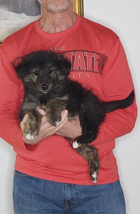 Sport, an 8-week old male Golden Retriever / Collie mix.